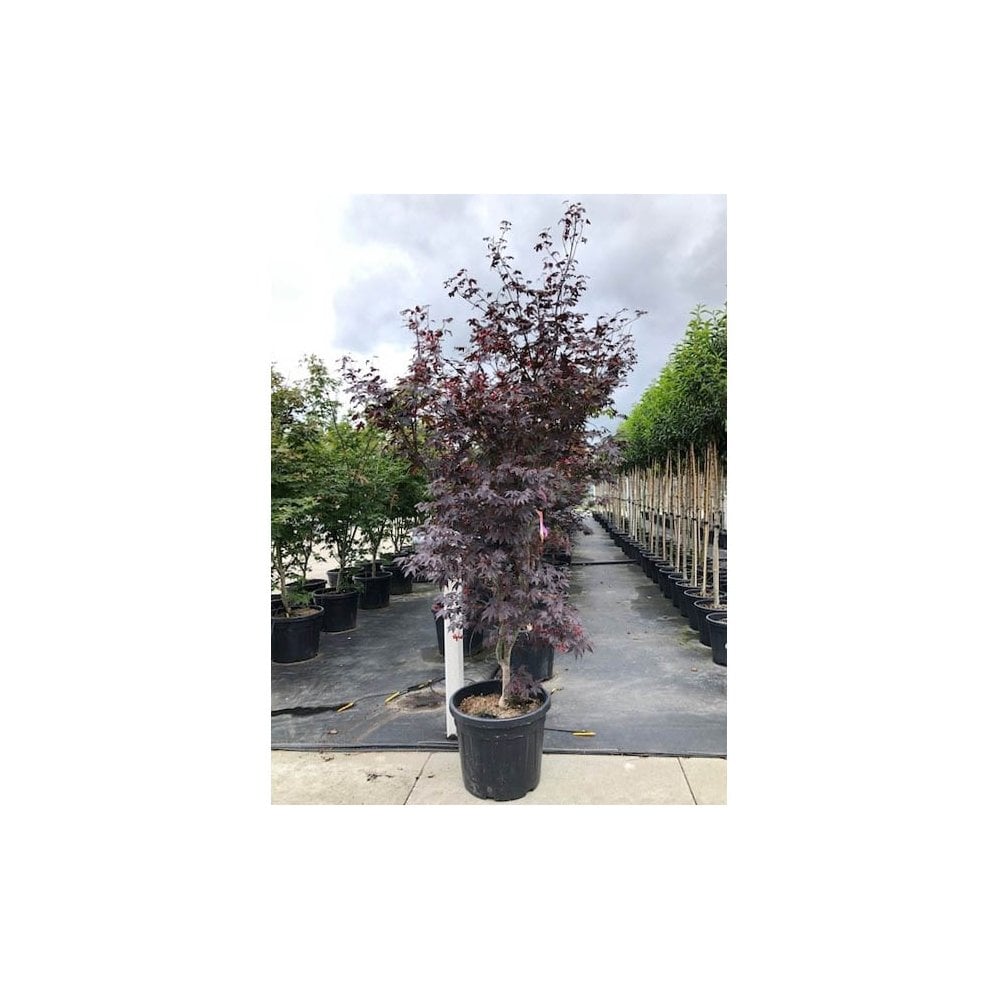 Acer palmatum 'Bloodgood' mature Japanese Maple