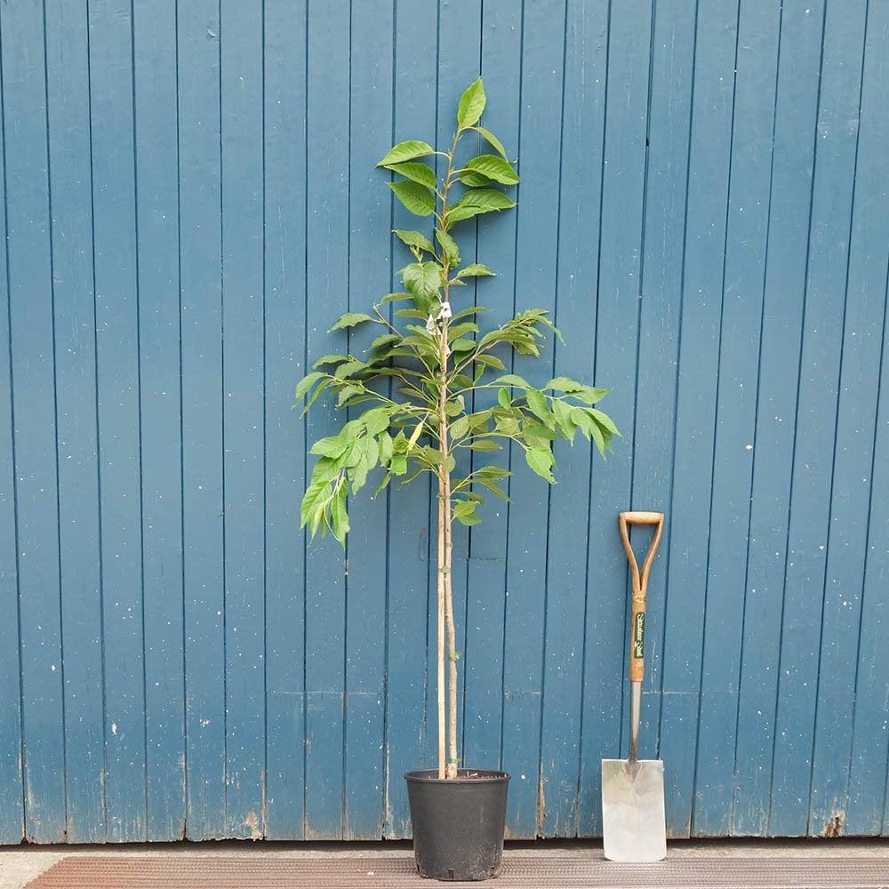 Prunus 'Shogetsu' - Shimidsu - Blushing Bride Tree