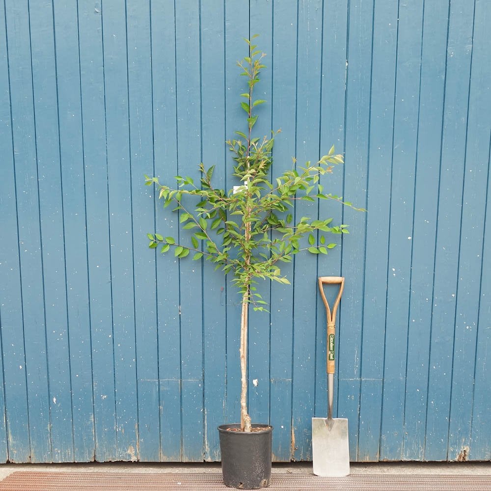 Prunus incisa 'The Bride' tree in pot