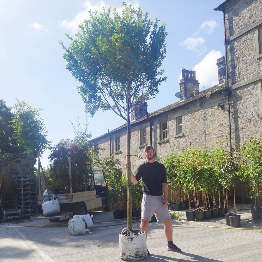 Amelanchier 'Rainbow Pillar' mature tree