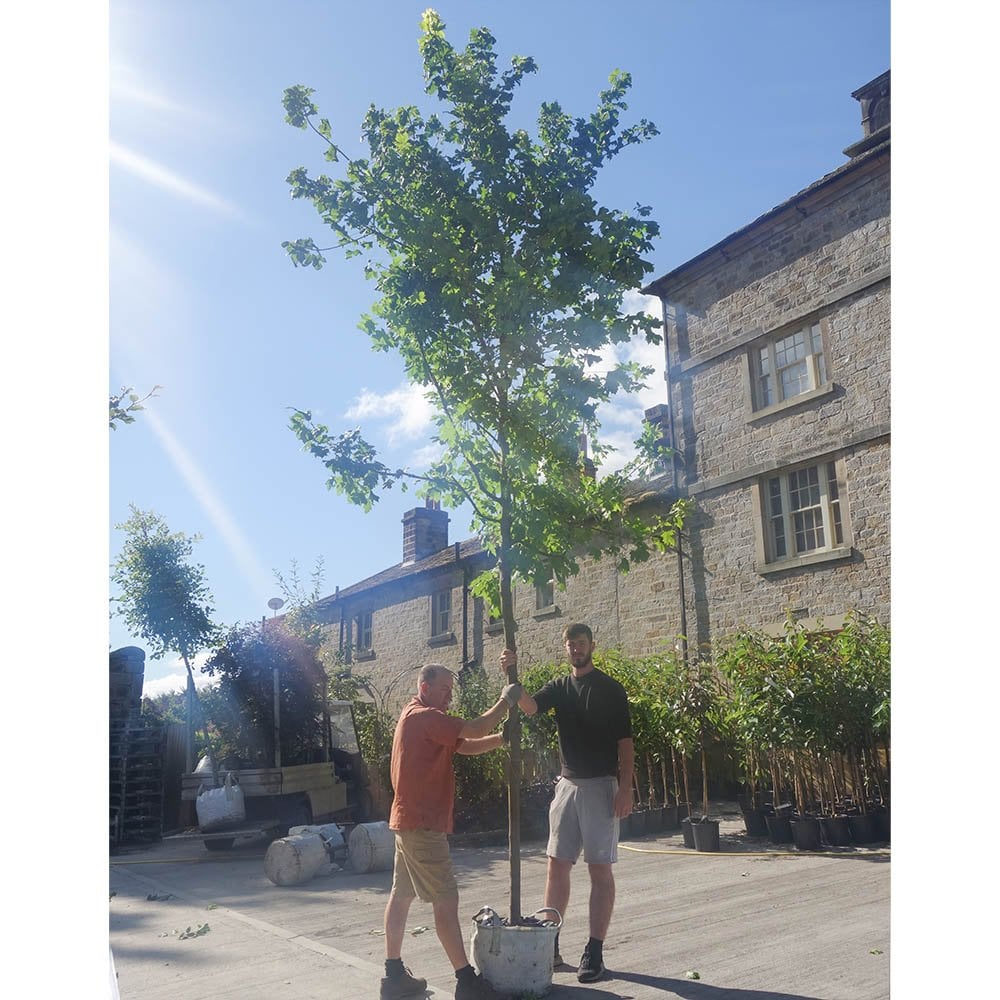 Mature Acer platanoides Princeton Gold Maple tree with sun shining
