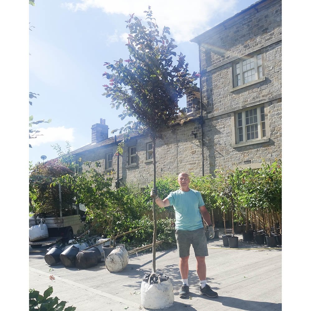 Mature Malus toringo 'Scarlett' tree in container