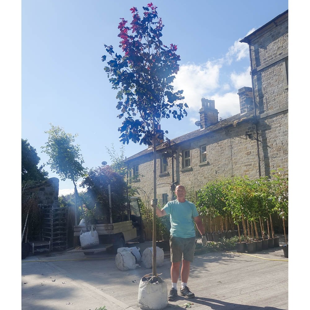 Mature Acer platanoides 'Crimson King' Maple tree