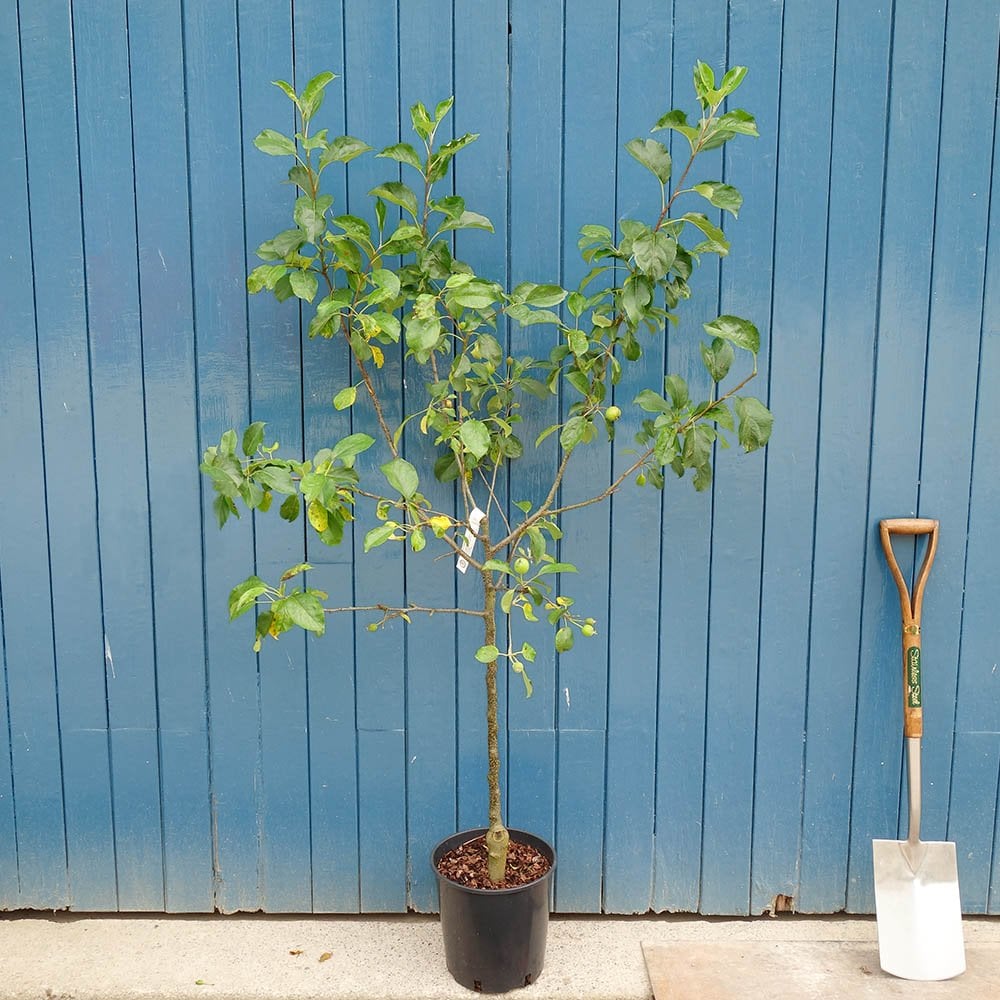 Malus Greensleeves apple tree in pot