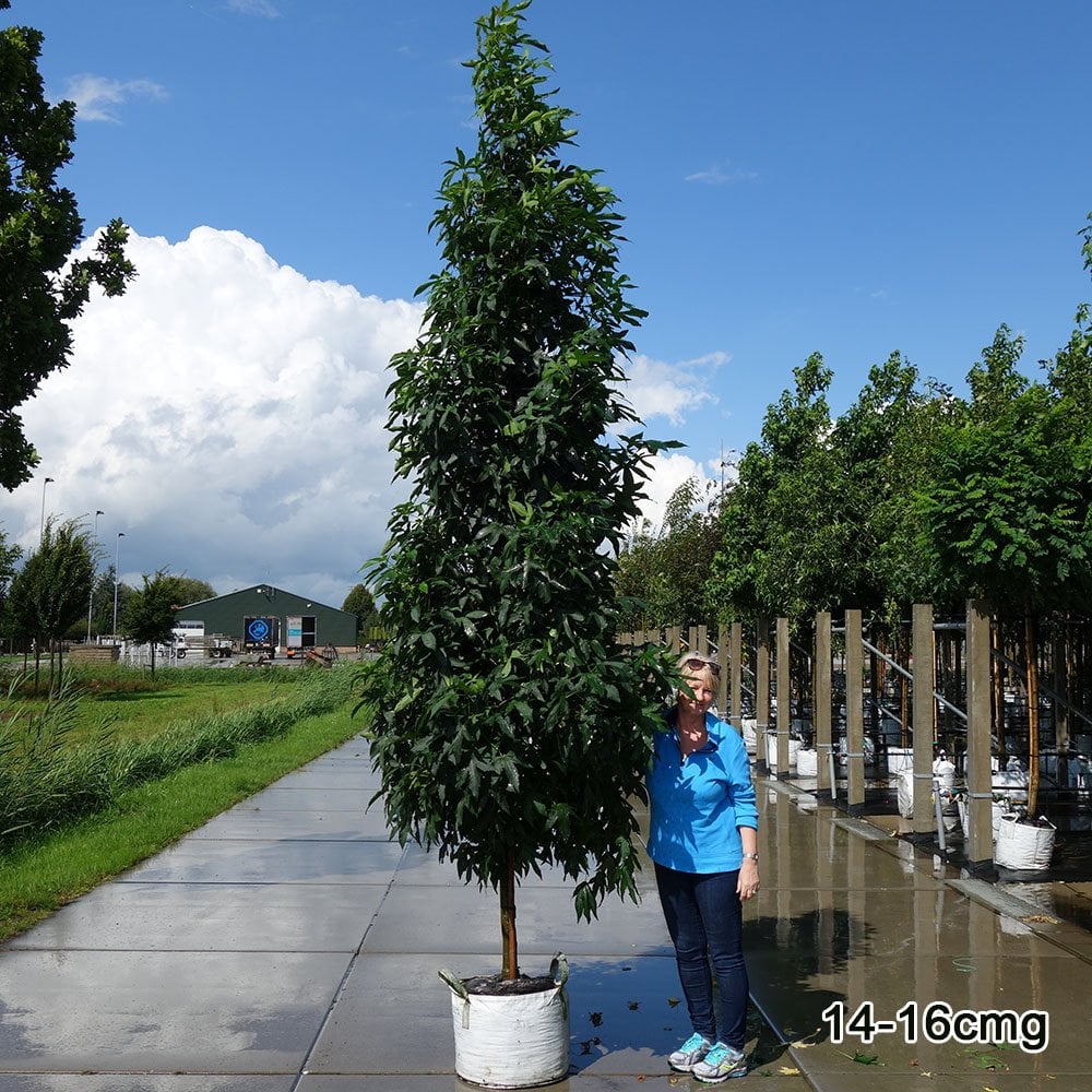 Mature Liquidambar styraciflua 'Slender Silhouette' tree
