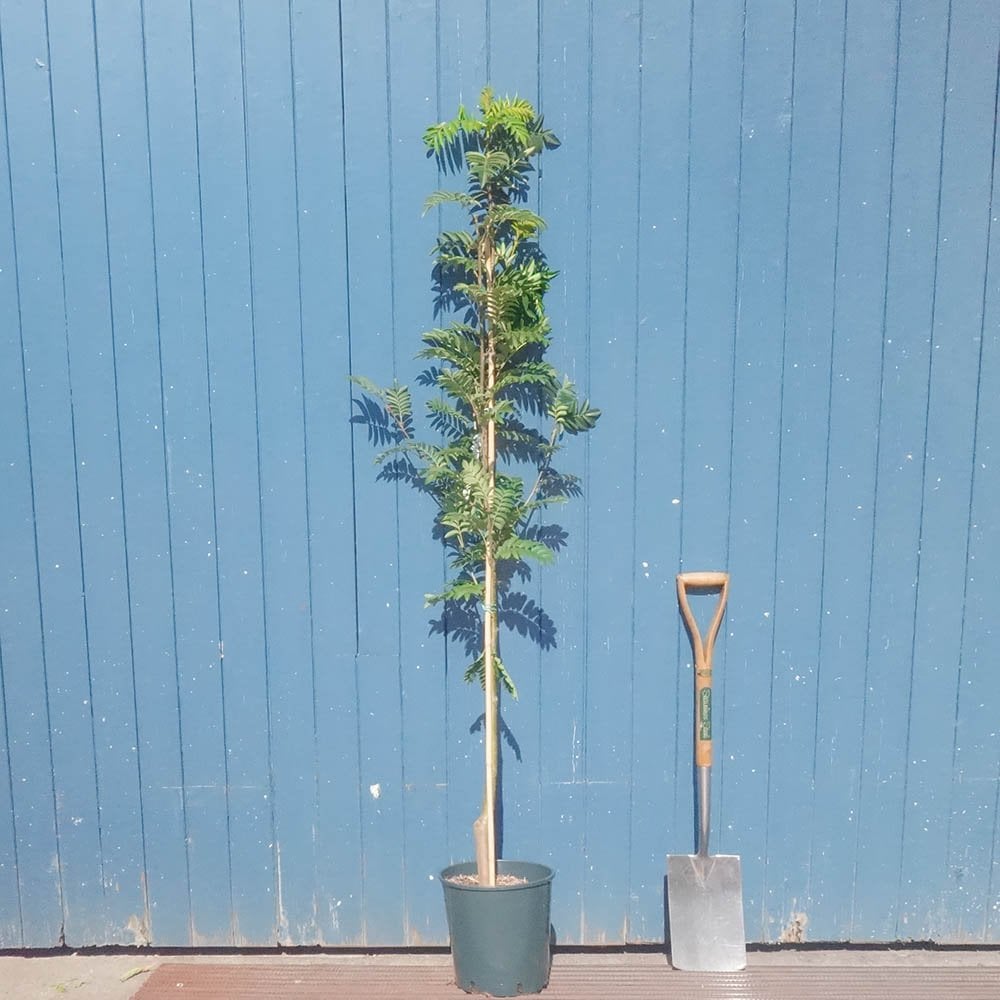 Sorbus 'Sunshine' Mountain Ash tree in pot