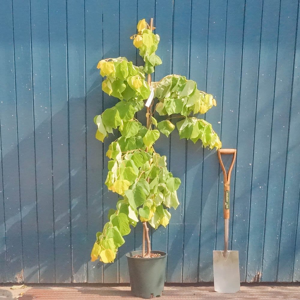 Cercis canadensis 'Rising Sun' tree