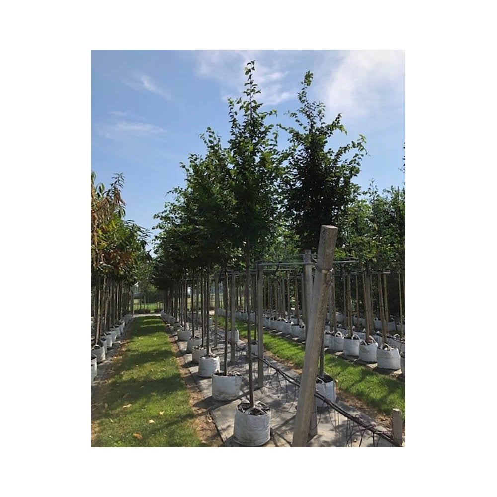 Mature Carpinus betulus 'Frans Fontaine' Hornbeams