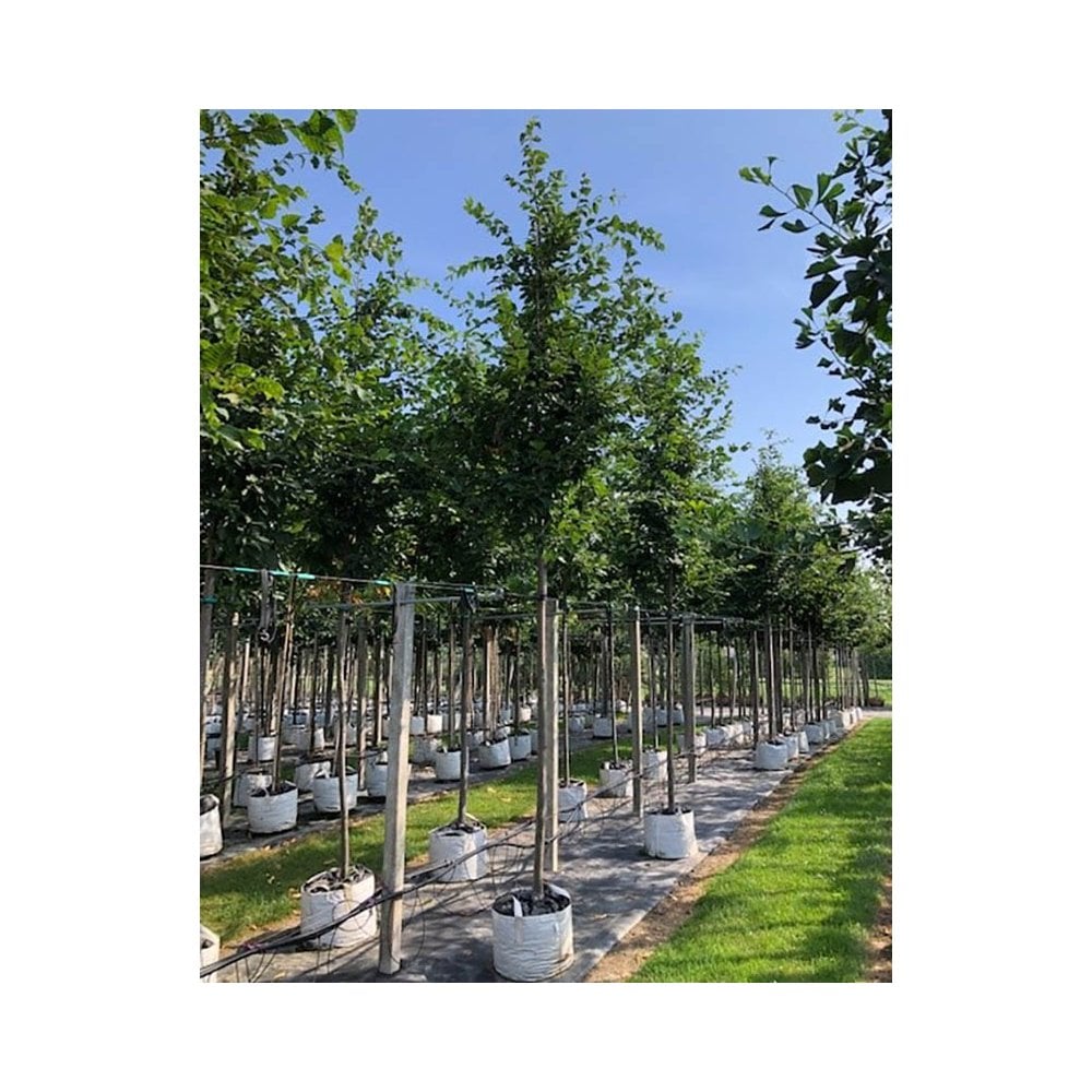 Large Carpinus betulus 'Frans Fontaine' Hornbeam trees