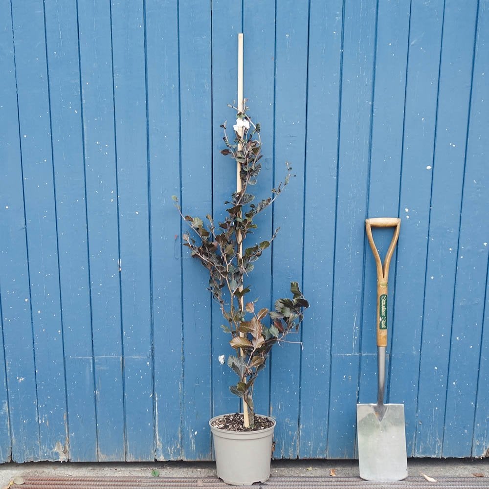 Fagus sylvatica 'Dawyck Purple' tree