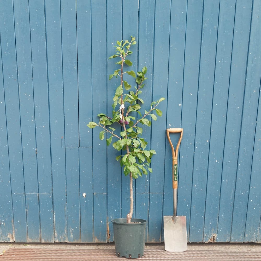 Merryweather Damson Tree
