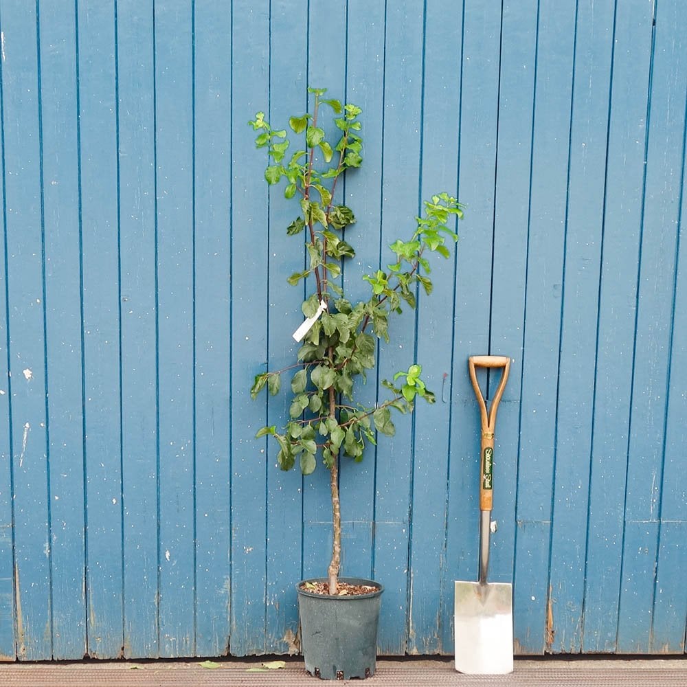 Marjories Seedling Plum Tree