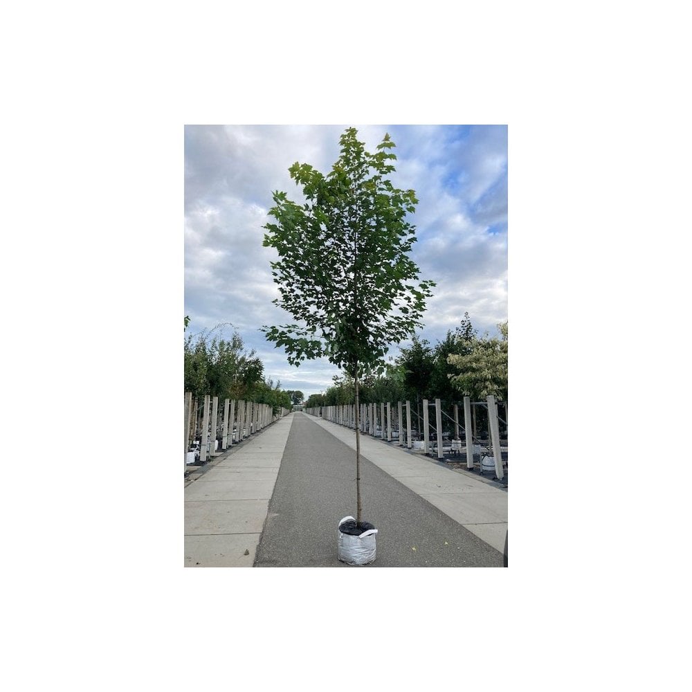 Acer rubrum 'Red Sunset' Tree