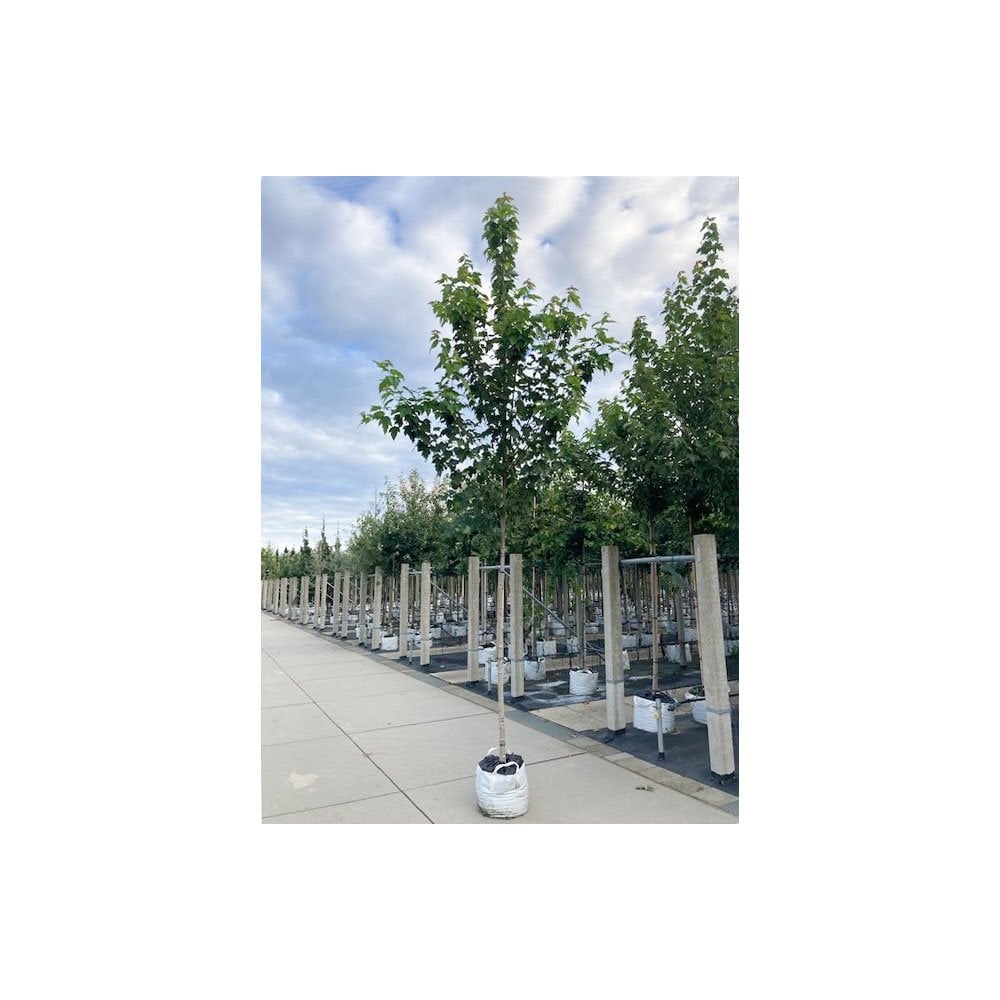 Mature Acer rubrum 'Red Sunset' Maple