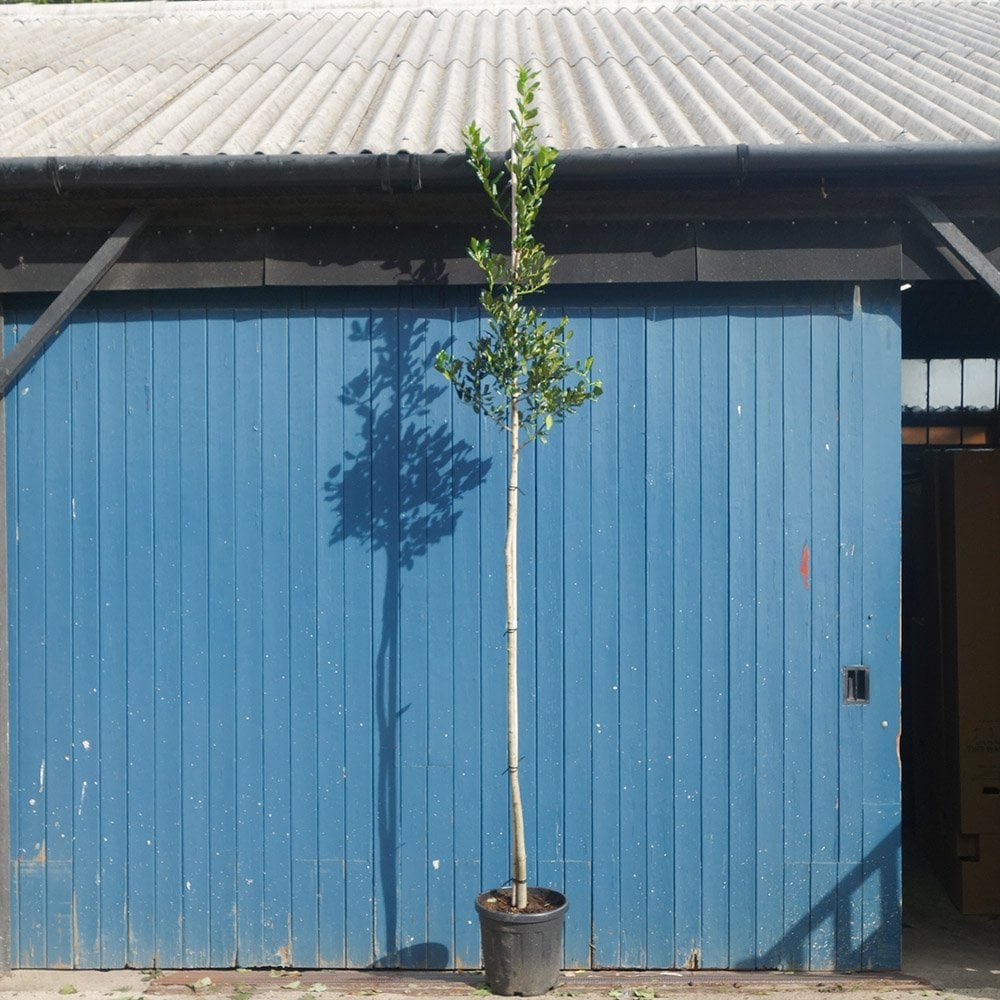 Ilex aquifolium 'Nellie R. Stevens'