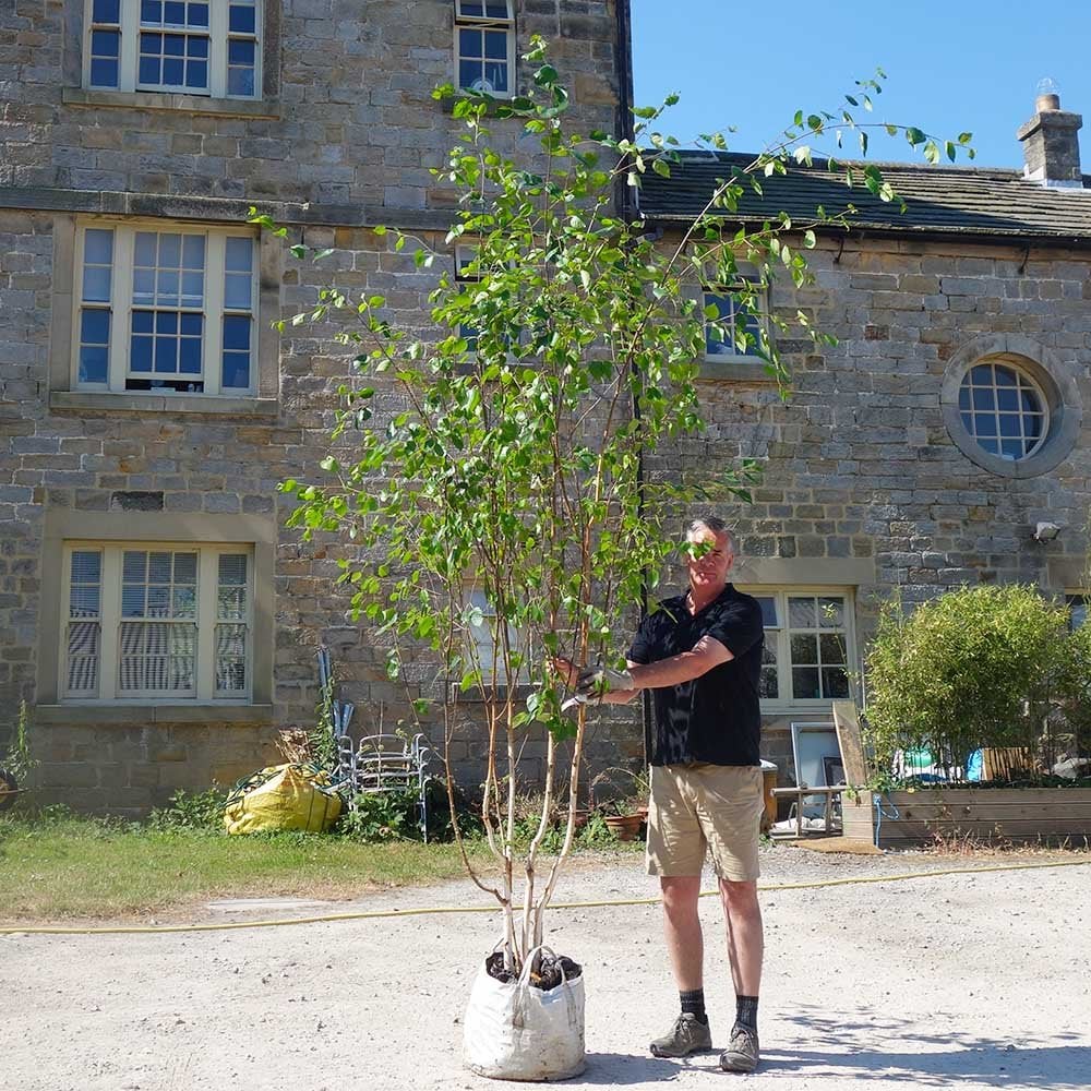 Betula utilis jacquemontii 'Snow Queen' Multi Stem Birch tree in 45 litre container