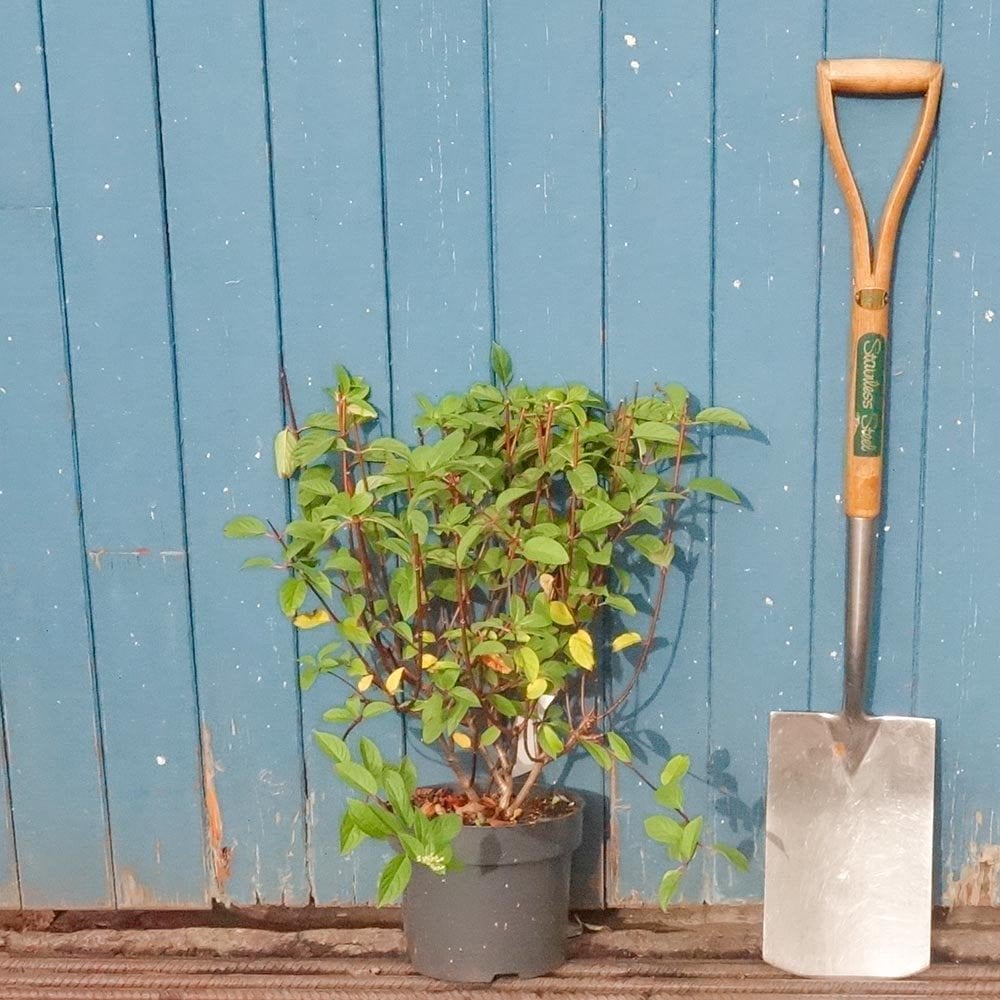 Hydrangea paniculata Sundae Fraise bush in pot