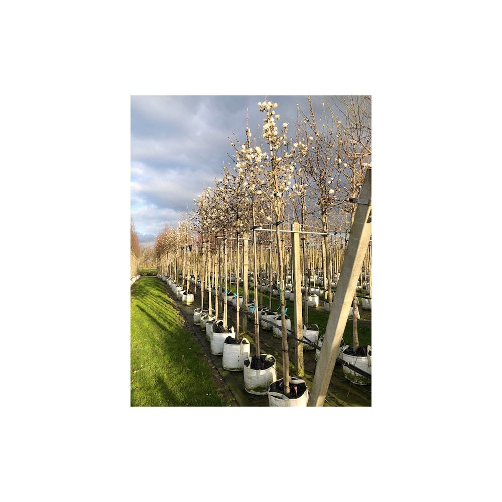 Magnolia stellata mature standard trees
