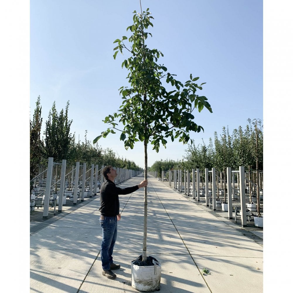 Juglans regia 'Broadview' mature walnut tree