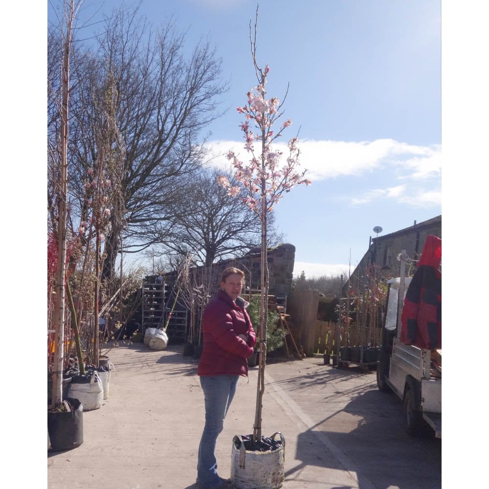 Magnolia x loebneri 'Leonard Messel' Tree