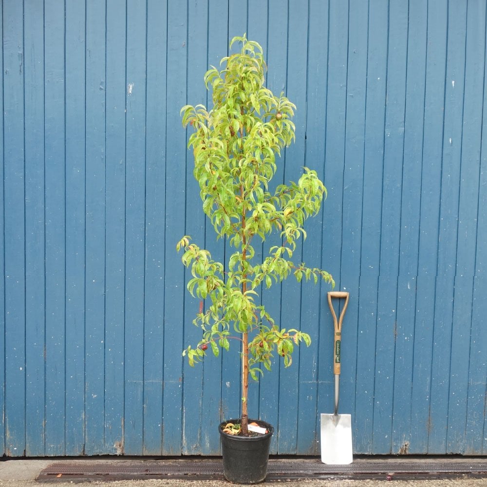 Mesembrine Nectarine tree in pot
