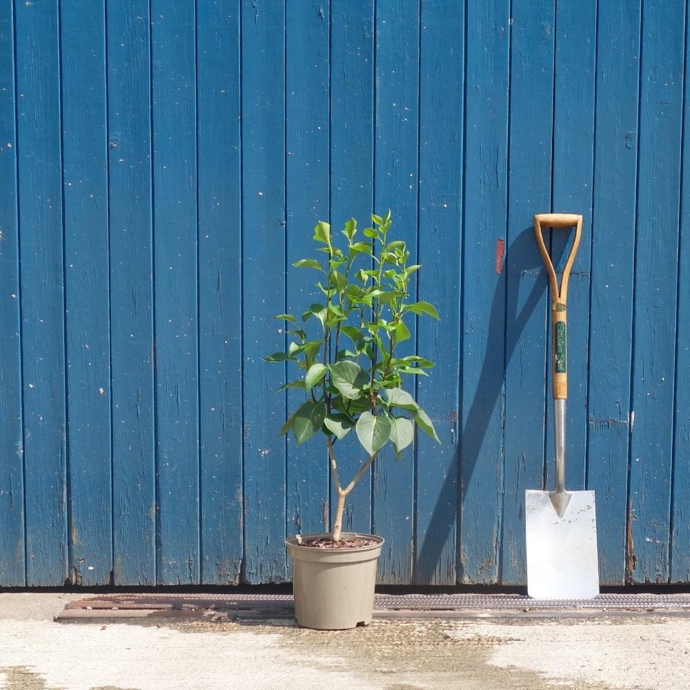 Syringa vulgaris 'Sensation' bush in small pot
