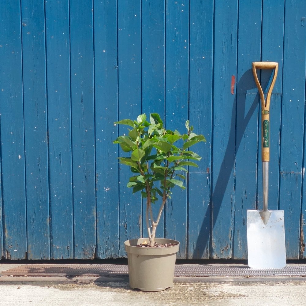 Syringa vulgaris 'Charles Joly' Lilac bush in small pot
