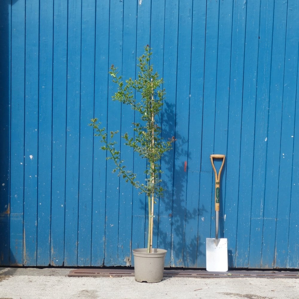 Ilex aquifolium Tree