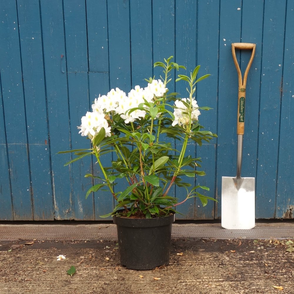 Rhododendron 'Madame Masson' shrub