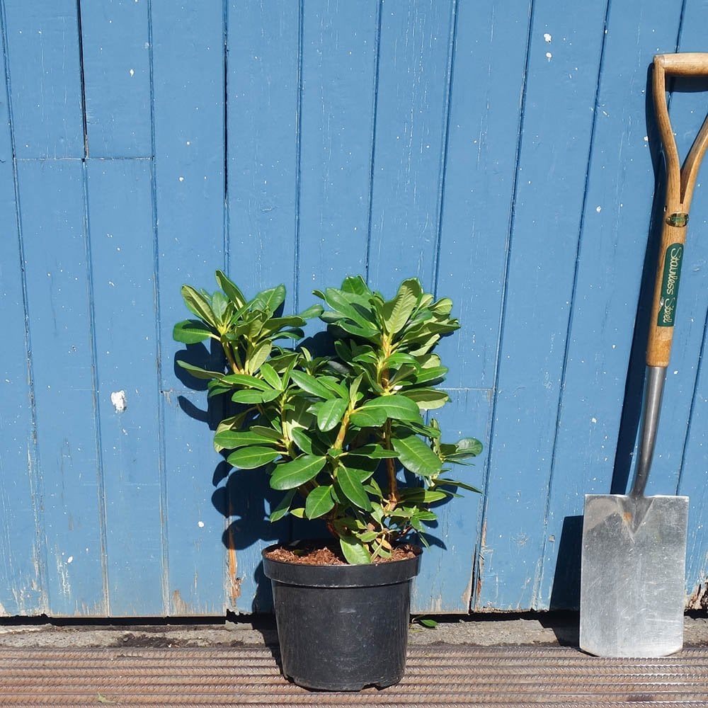 Rhododendron 'Marcel Menard' shrub