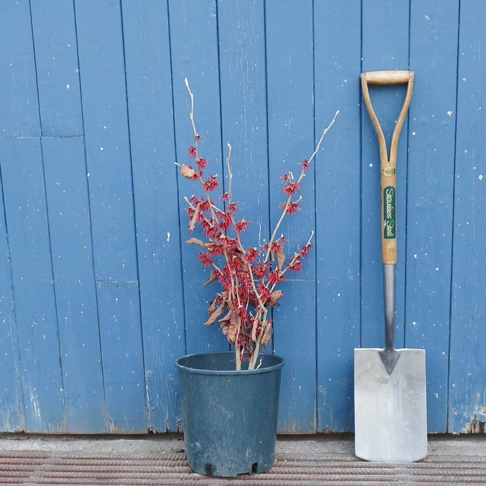 Hamamelis x intermedia 'Diane' Witch Hazel bush in small pot
