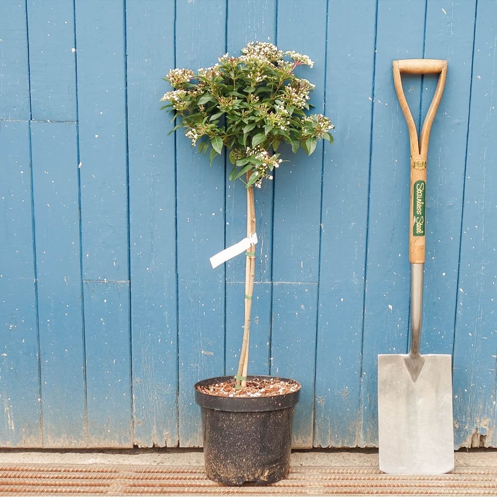 Viburnum tinus 'Eve Price' tree