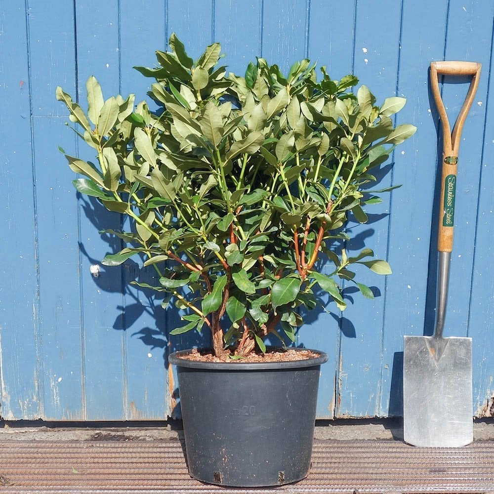 Rhododendron 'Horizon Monarch' Shrub