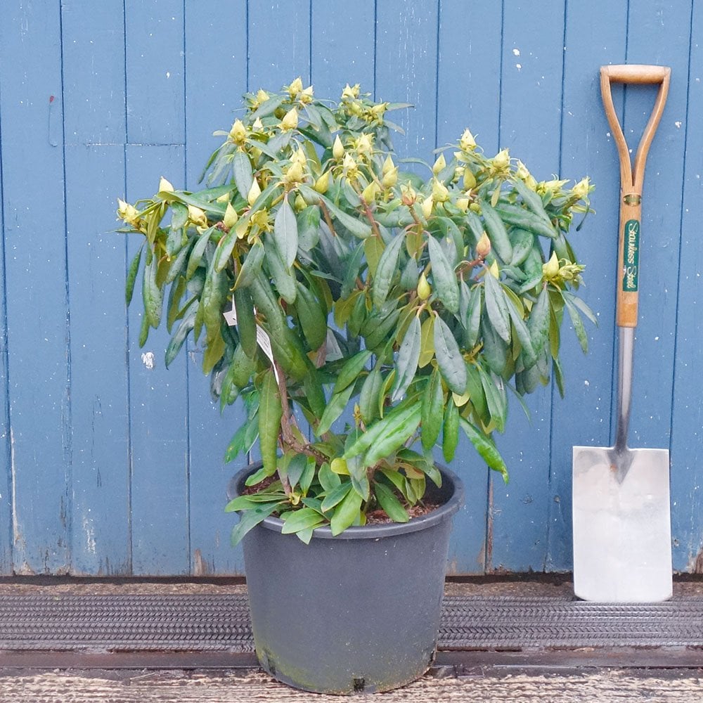 Rhododendron 'Marcel Menard' bush in pot