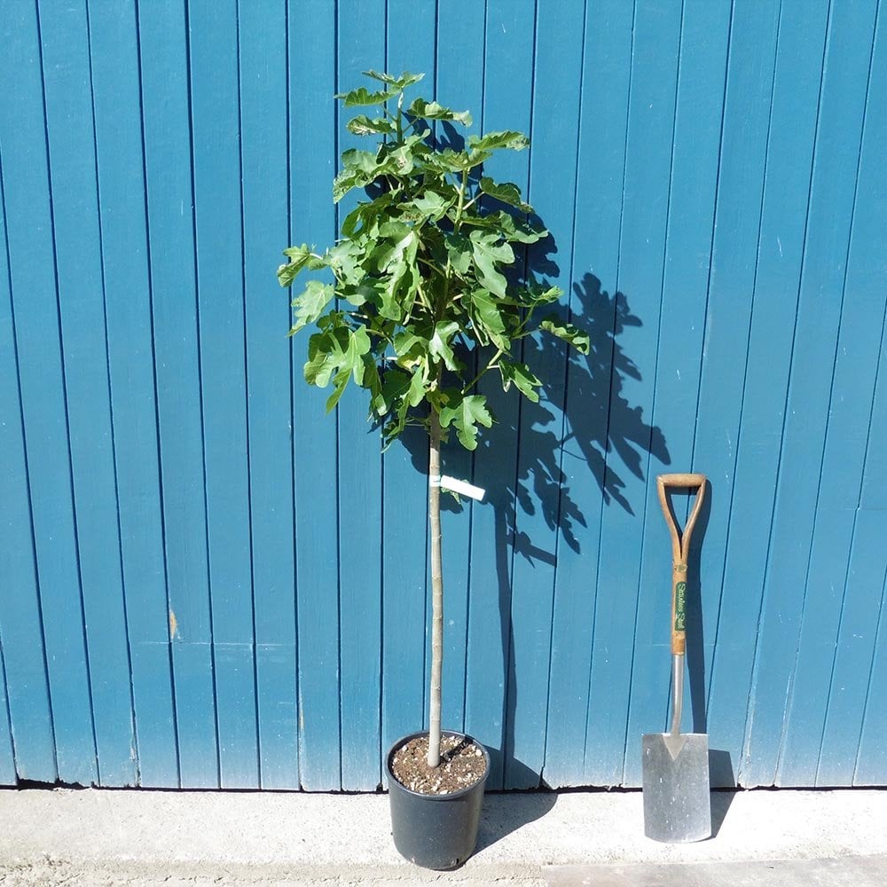 Brown Turkey Fig plant in pot