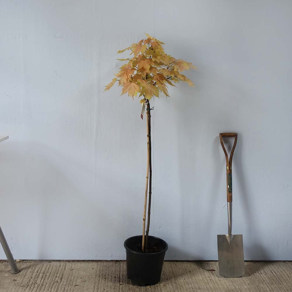 Acer pseudoplatanus 'Brilliantissimum' Tree