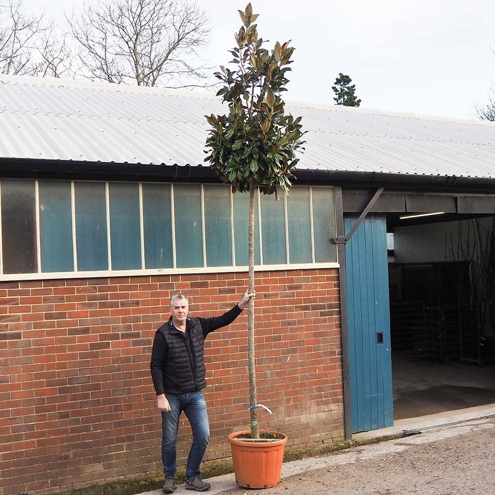 Magnolia grandiflora mature standard tree with 14-16cm girth