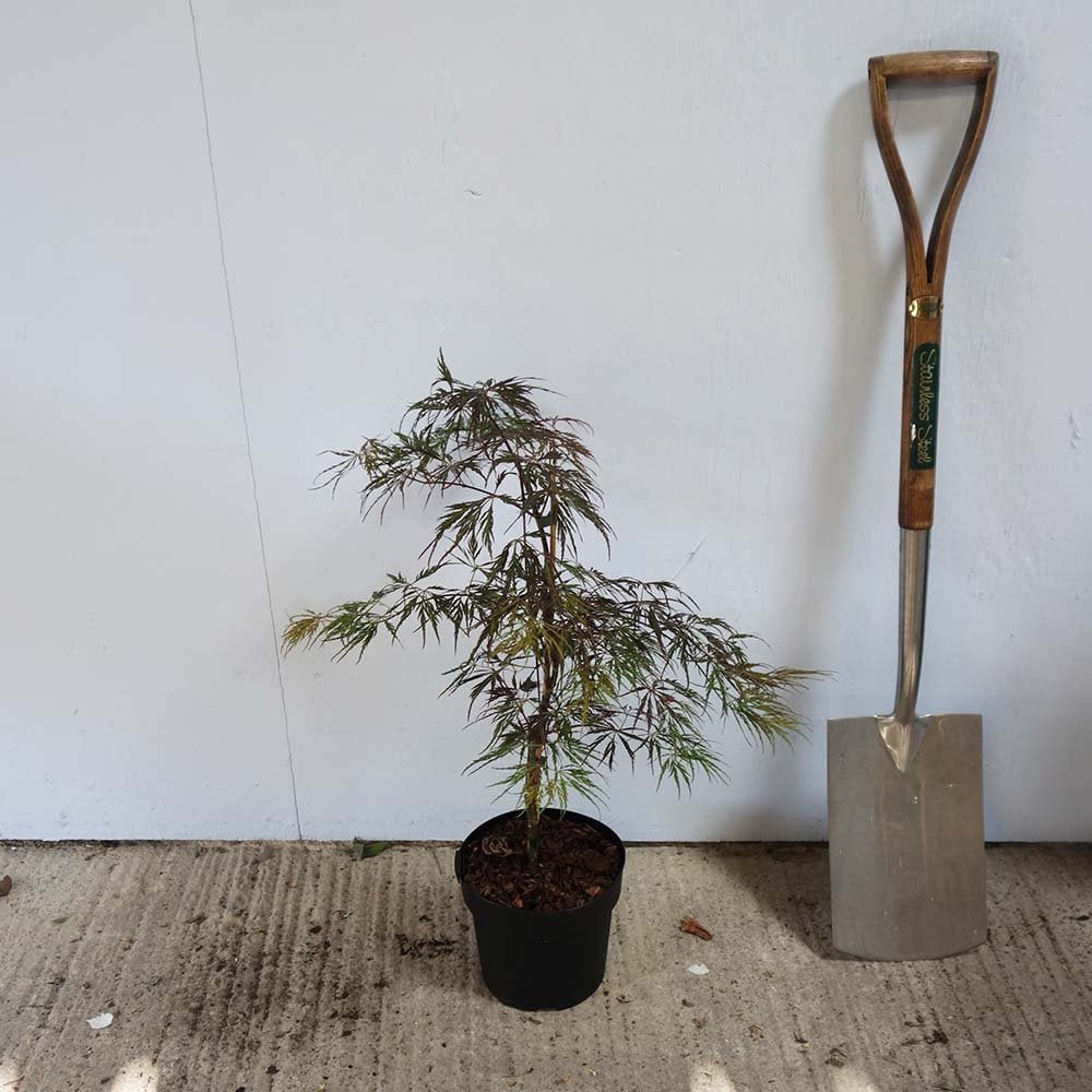 Acer palmatum Crimson Queen in small pot