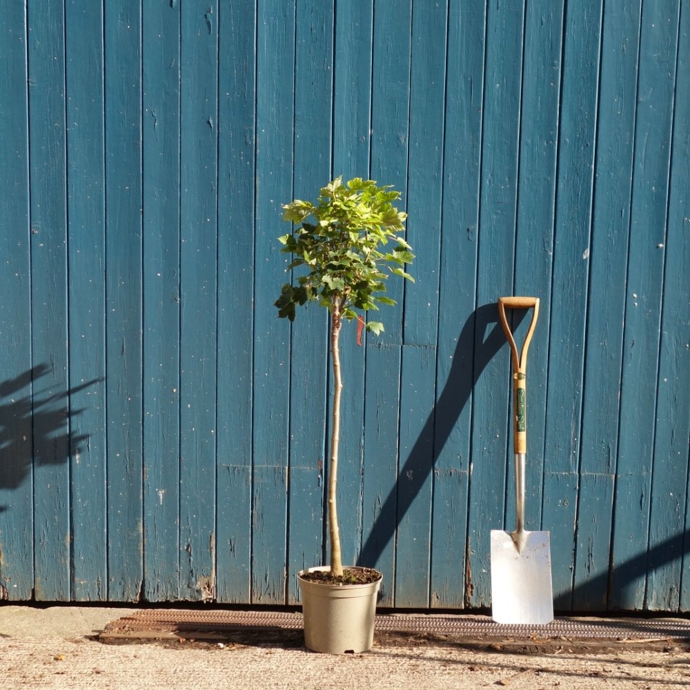 Acer pseudoplatanus 'Brilliantissimum' top-grafted tree in pot