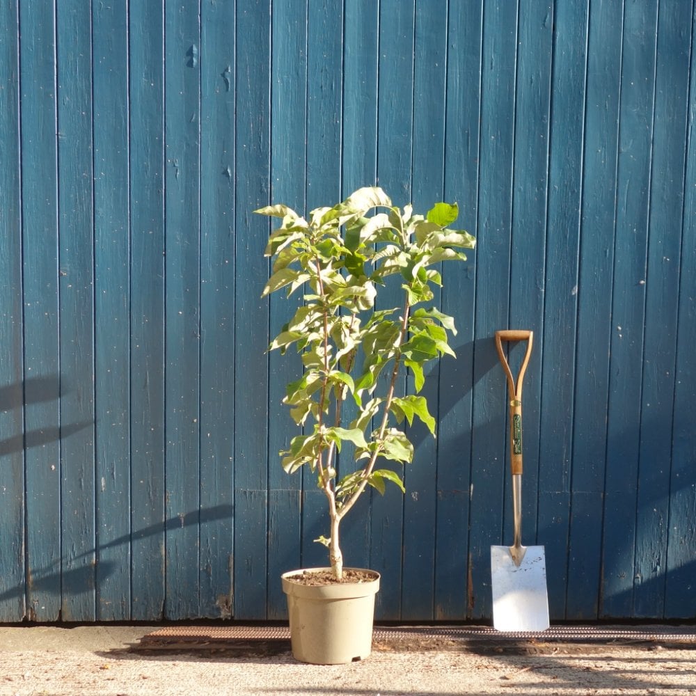 Magnolia brooklynensis 'Yellow Bird' bush in pot