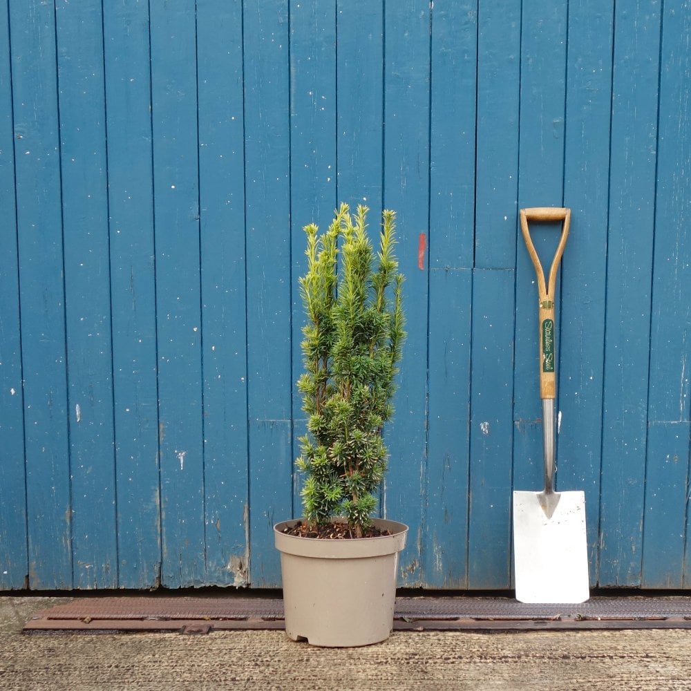 Taxus baccata 'Fastigiata Aurea' Yew in small pot
