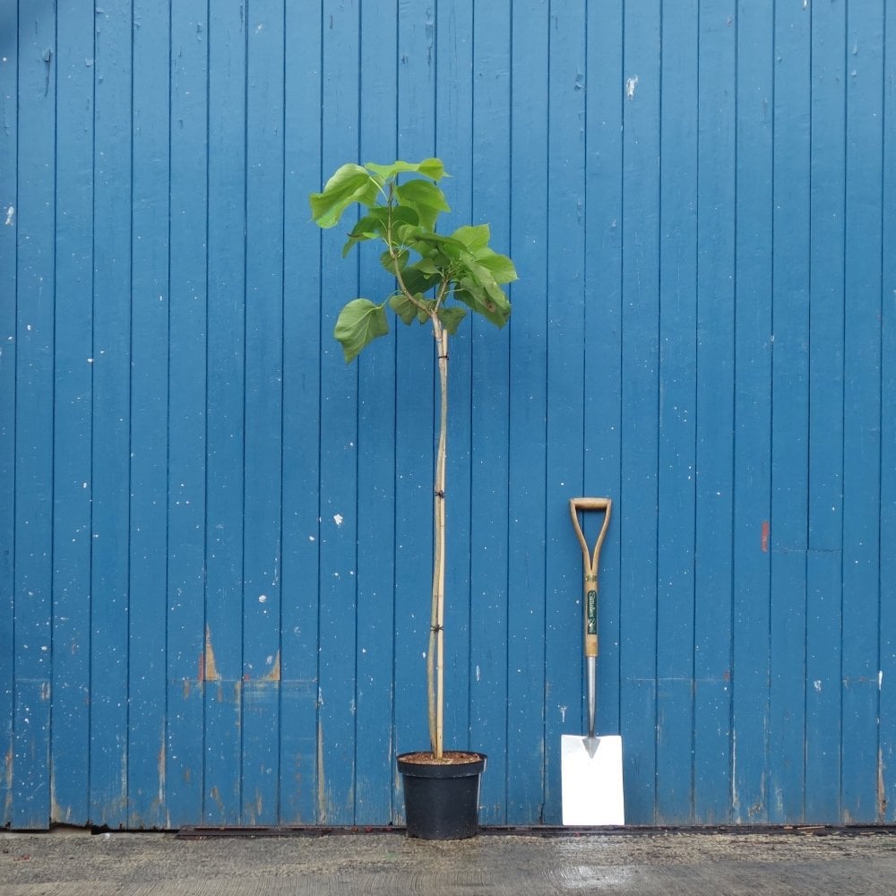 Catalpa bignonioides 'Aurea' tree