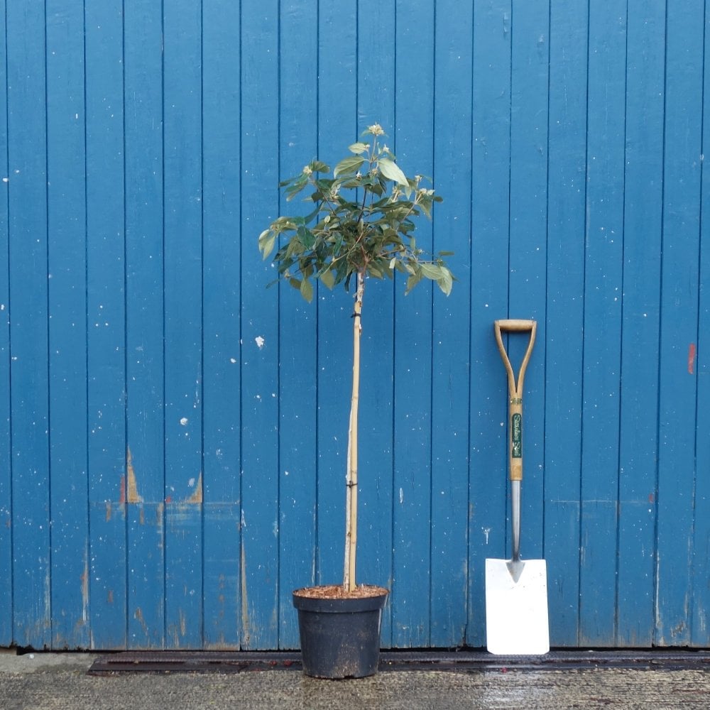Viburnum erubescens 'Eskimo' tree