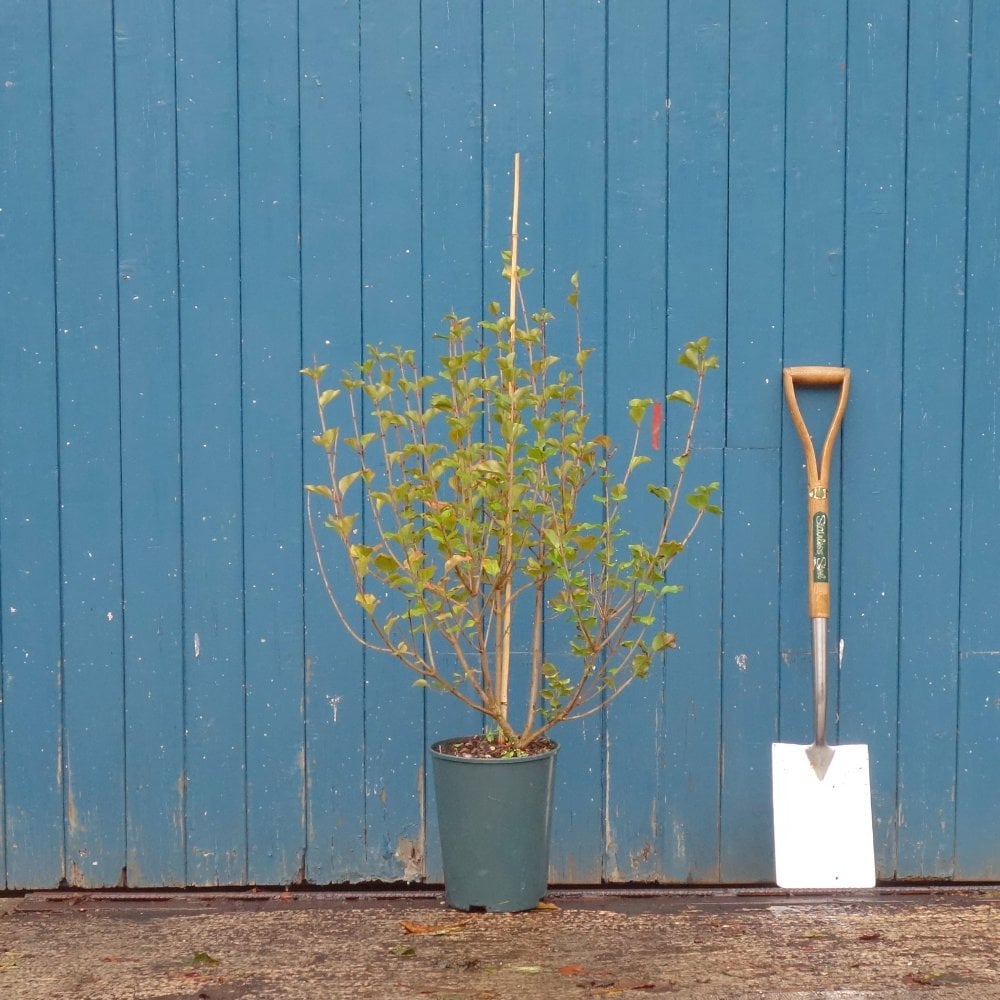 Syringa meyeri 'Palibin' Lilac bush in pot