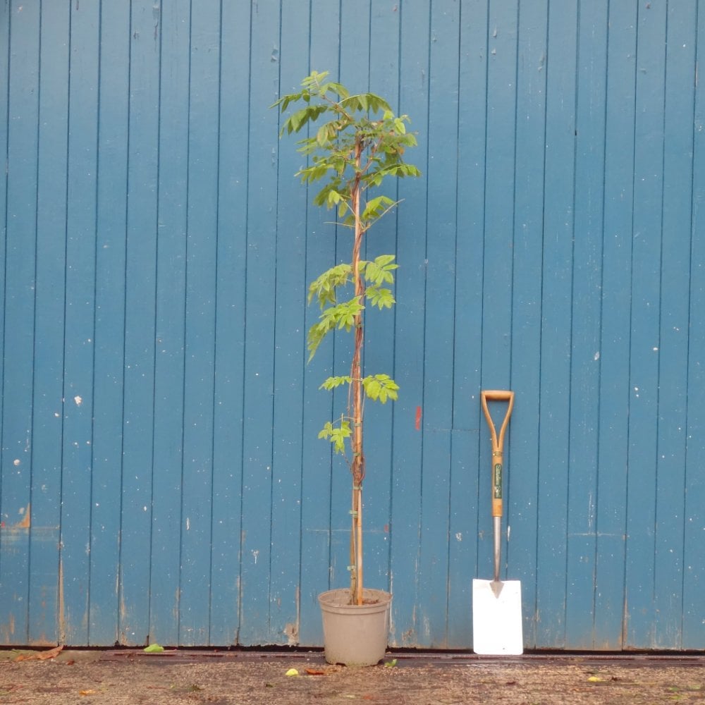 Wisteria brachybotrys 'Okayama' tree