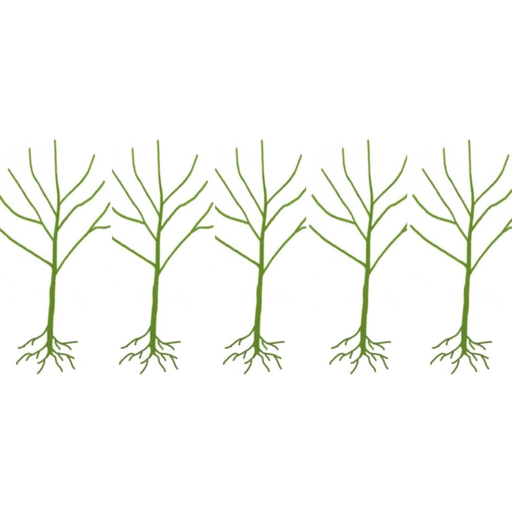 Liquidambar styraciflua Tree