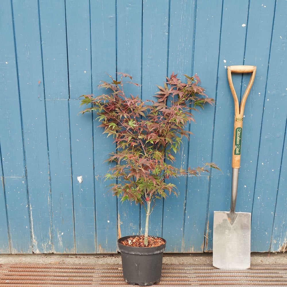 Acer palmatum 'Atropurpureum' Maple in small pot