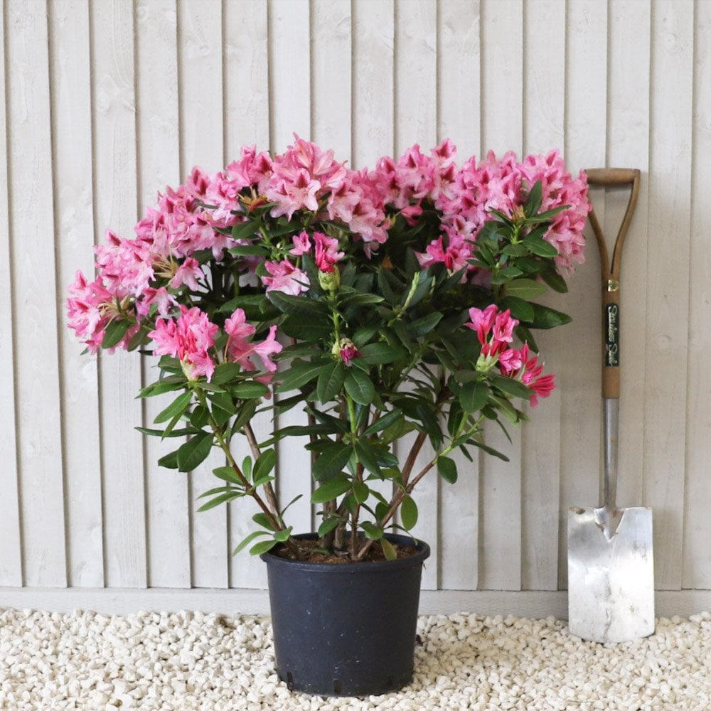 Rhododendron 'Cosmopolitan' shrub in pot