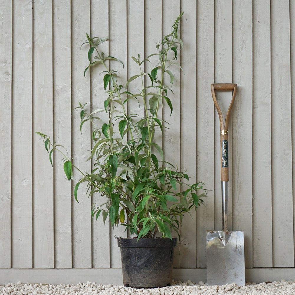 Buddleja davidii 'White Profusion' shrub