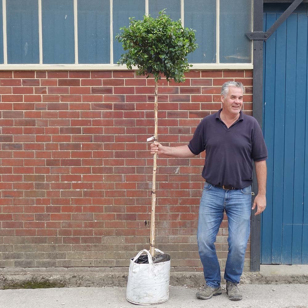 Betula utilis 'Magical Globe' mature tree in container
